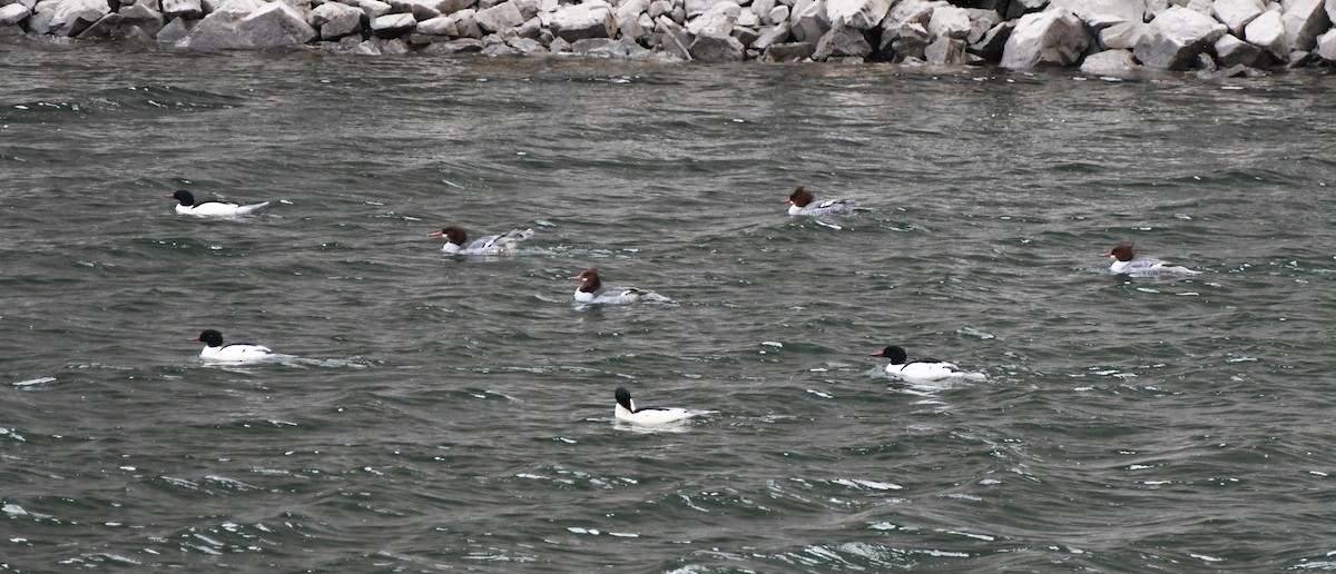 Common Merganser - ML647858386
