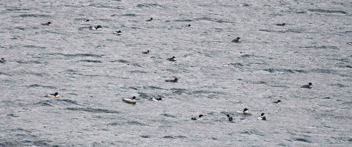 Common Merganser - ML647858387