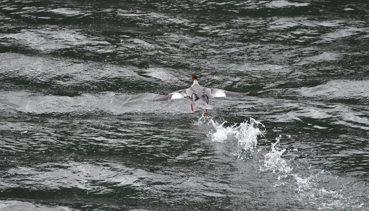 Common Merganser - ML647858388