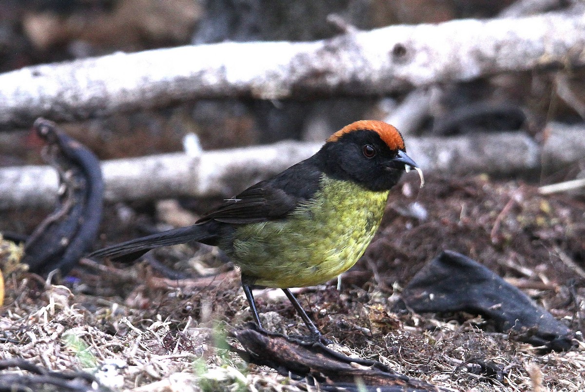 Black-faced Brushfinch - ML647858389