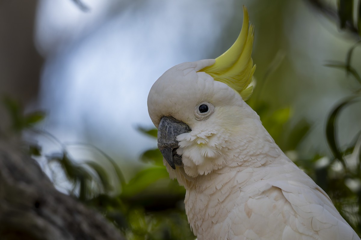 Sulphur-crested Cockatoo - ML647858391