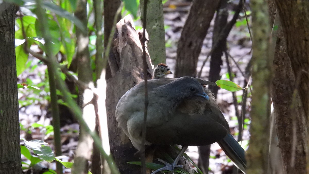 Plain Chachalaca - ML647858392