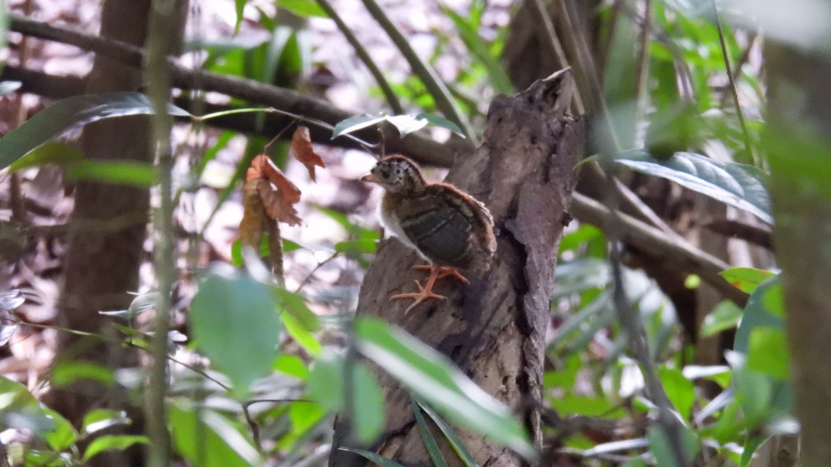 Plain Chachalaca - ML647858393