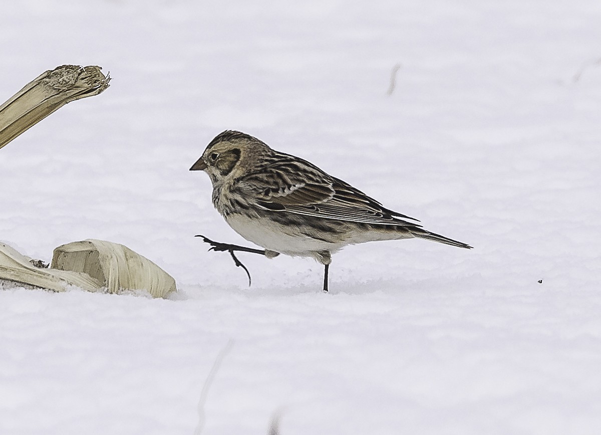 Lapland Longspur - ML647858394