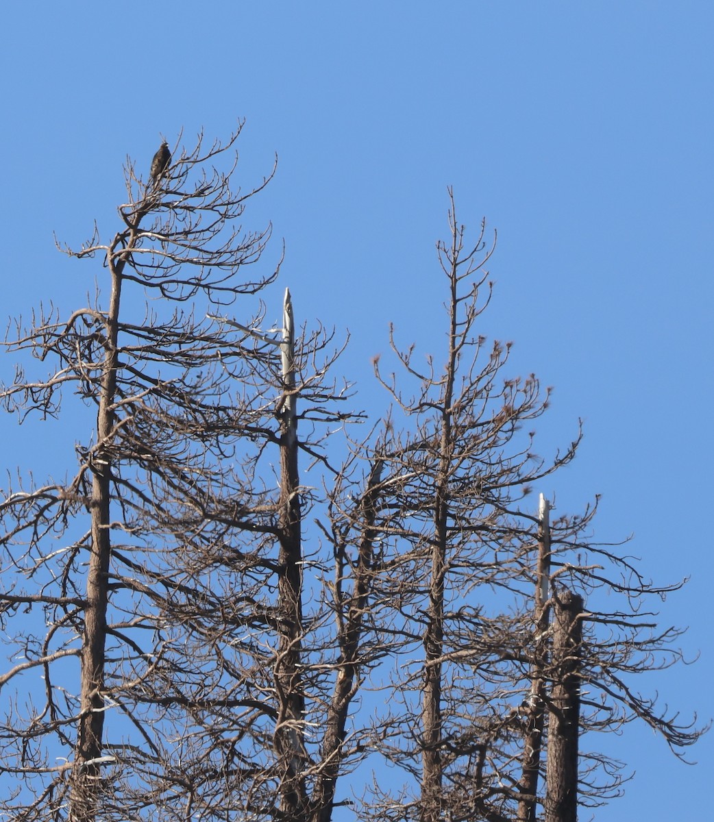 Golden Eagle - ML647858399