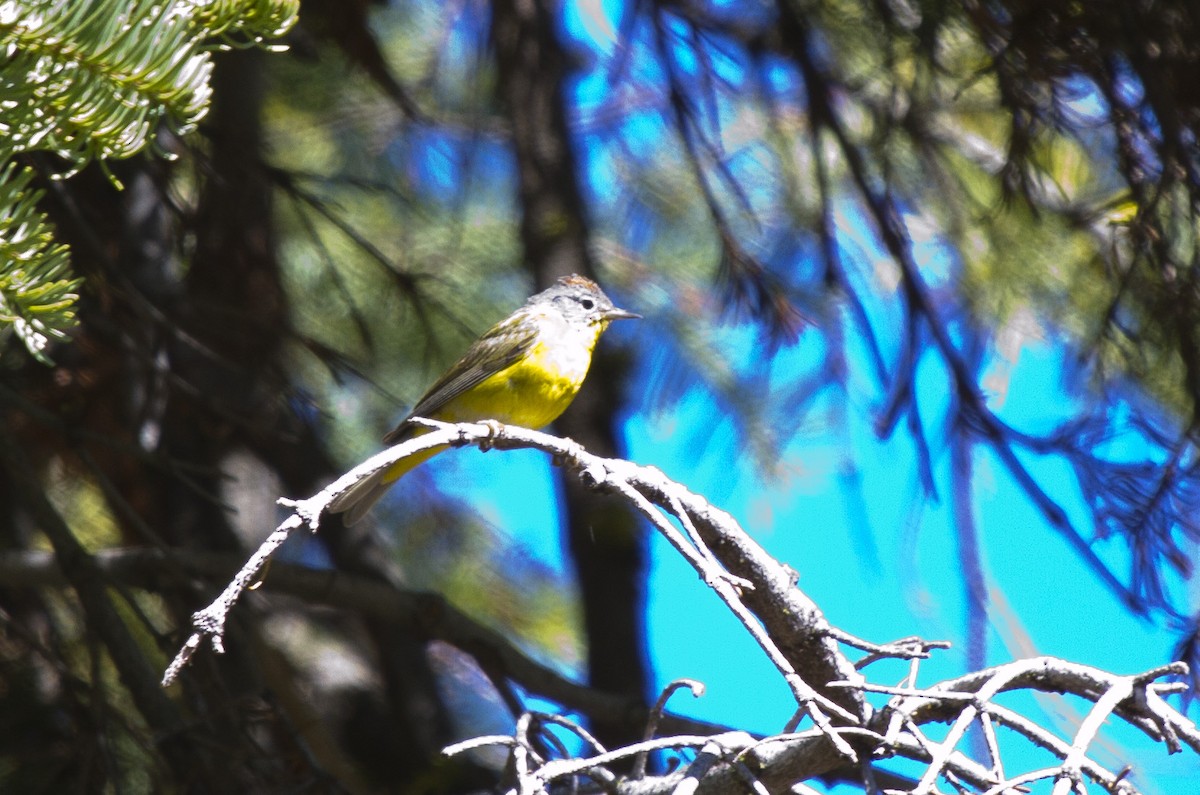 Nashville Warbler - ML647858404