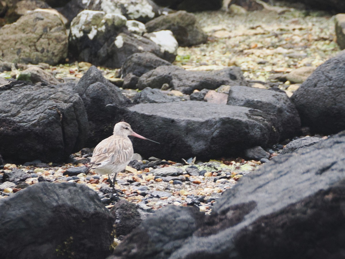 Грицик малий - ML647858451