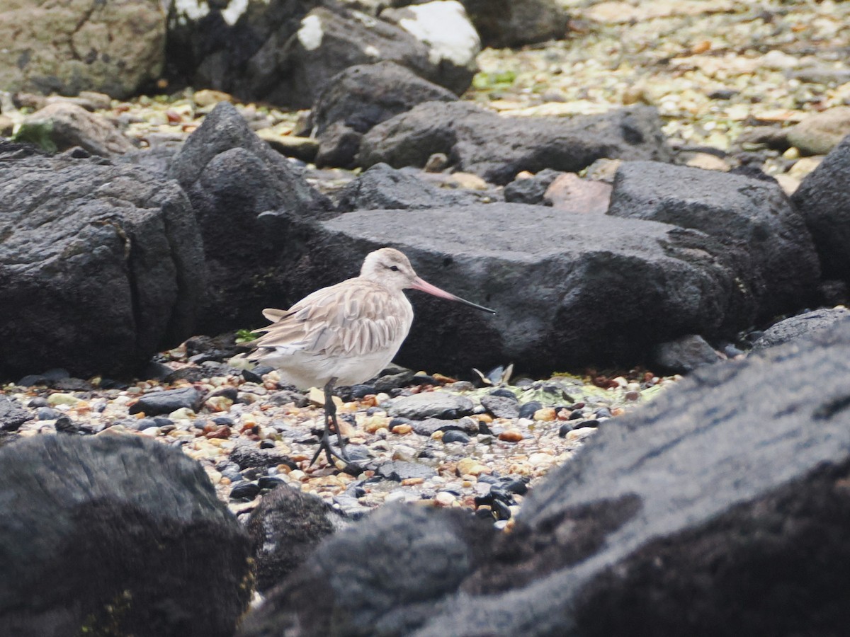 Грицик малий - ML647858453