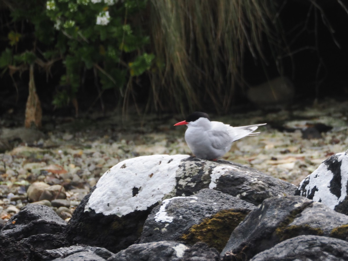 Antarctic Tern - ML647858461