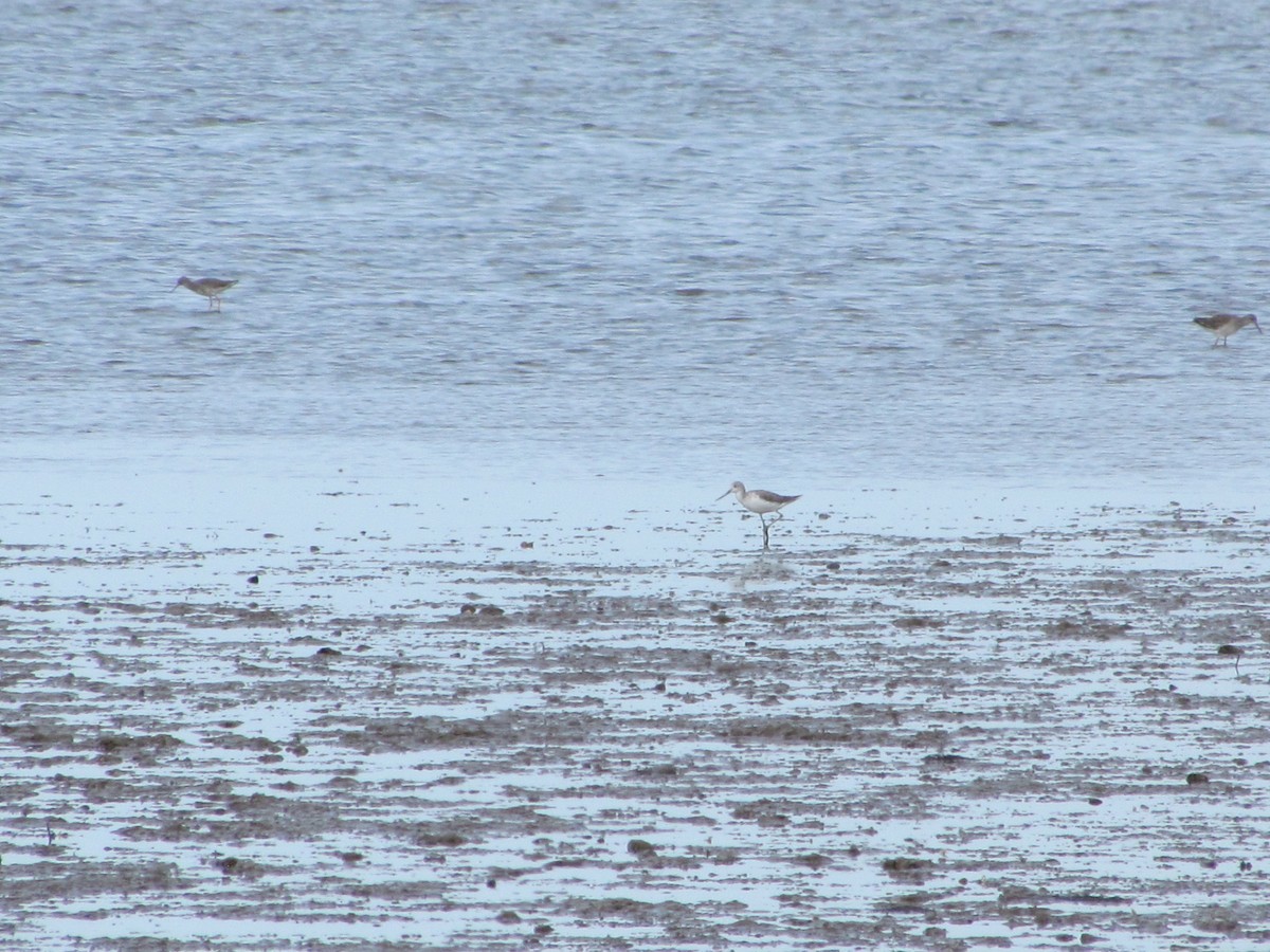 Коловодник великий - ML647858465