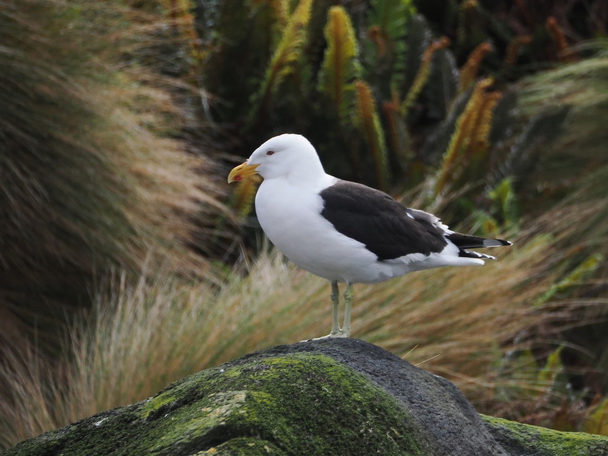 Kelp Gull - ML647858470