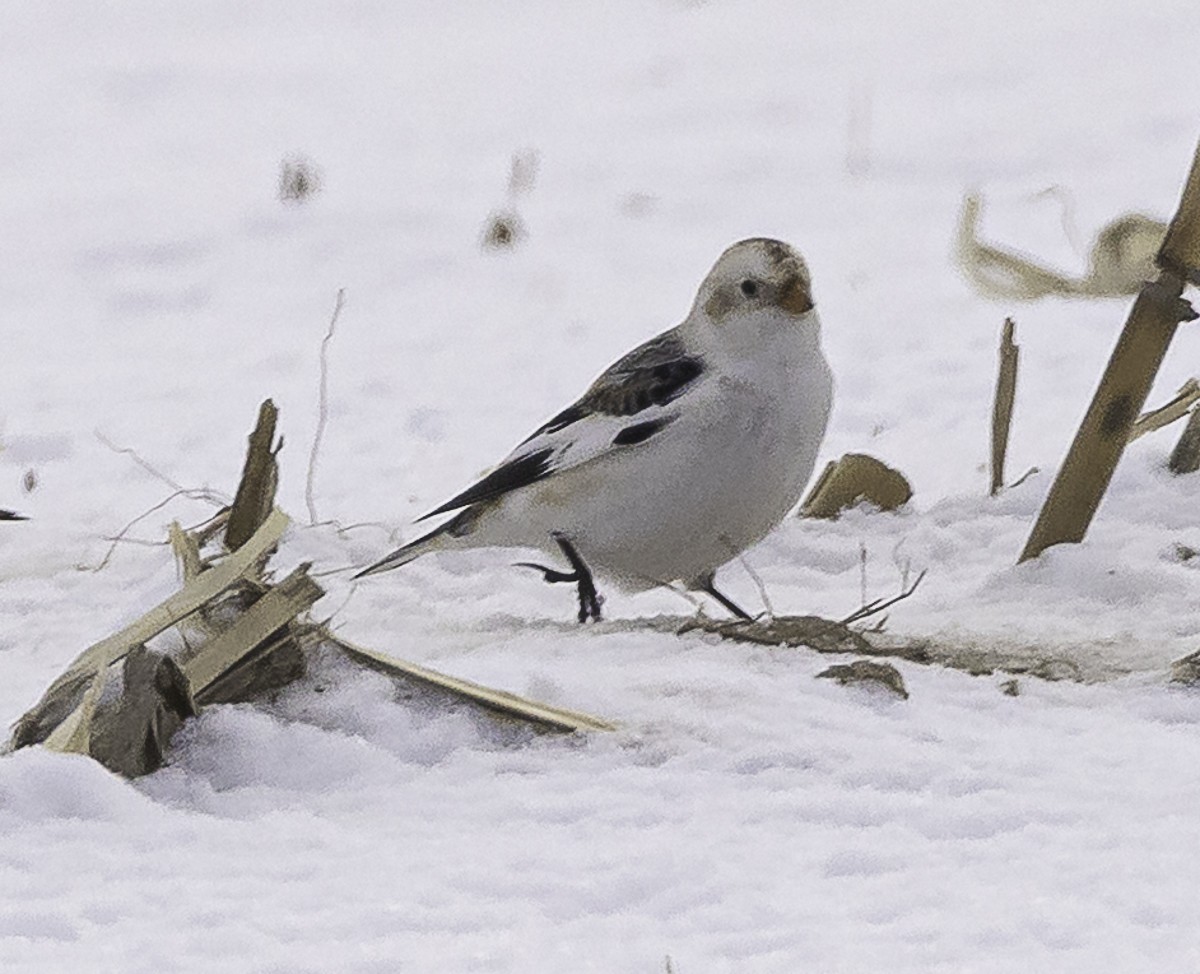Пуночка снігова - ML647858471