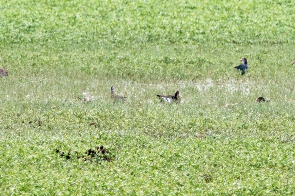 Garganey - ML647858472