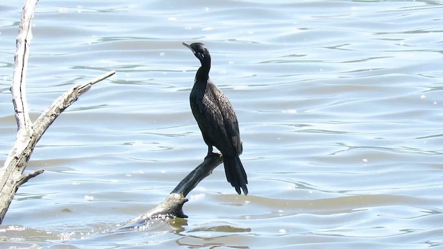 Neotropic Cormorant - ML647858473