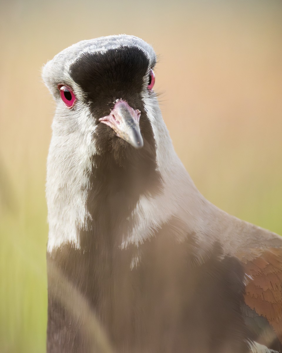 Southern Lapwing - ML647858476