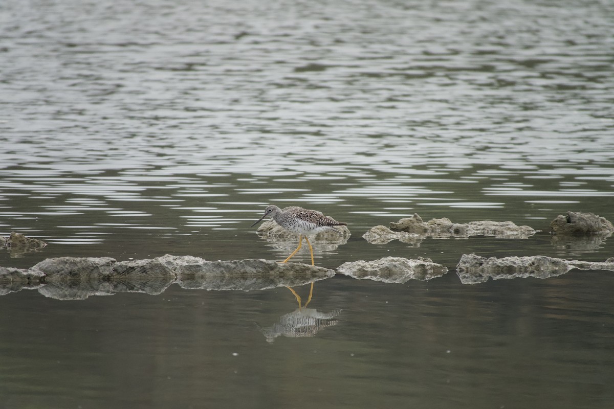 Greater Yellowlegs - ML647858477