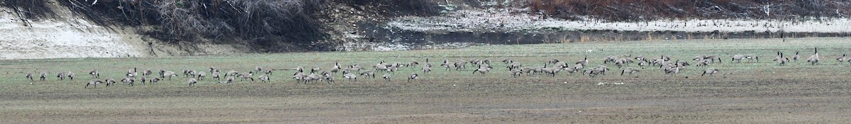 Canada Goose - ML647858478