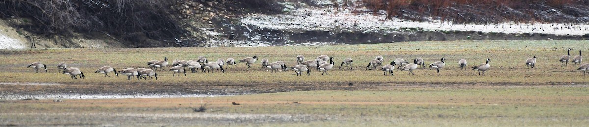 Canada Goose - ML647858479