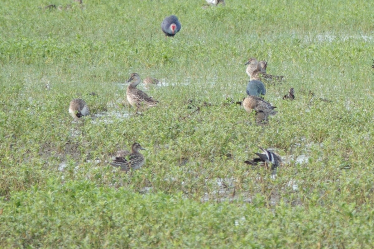 Garganey - ML647858480