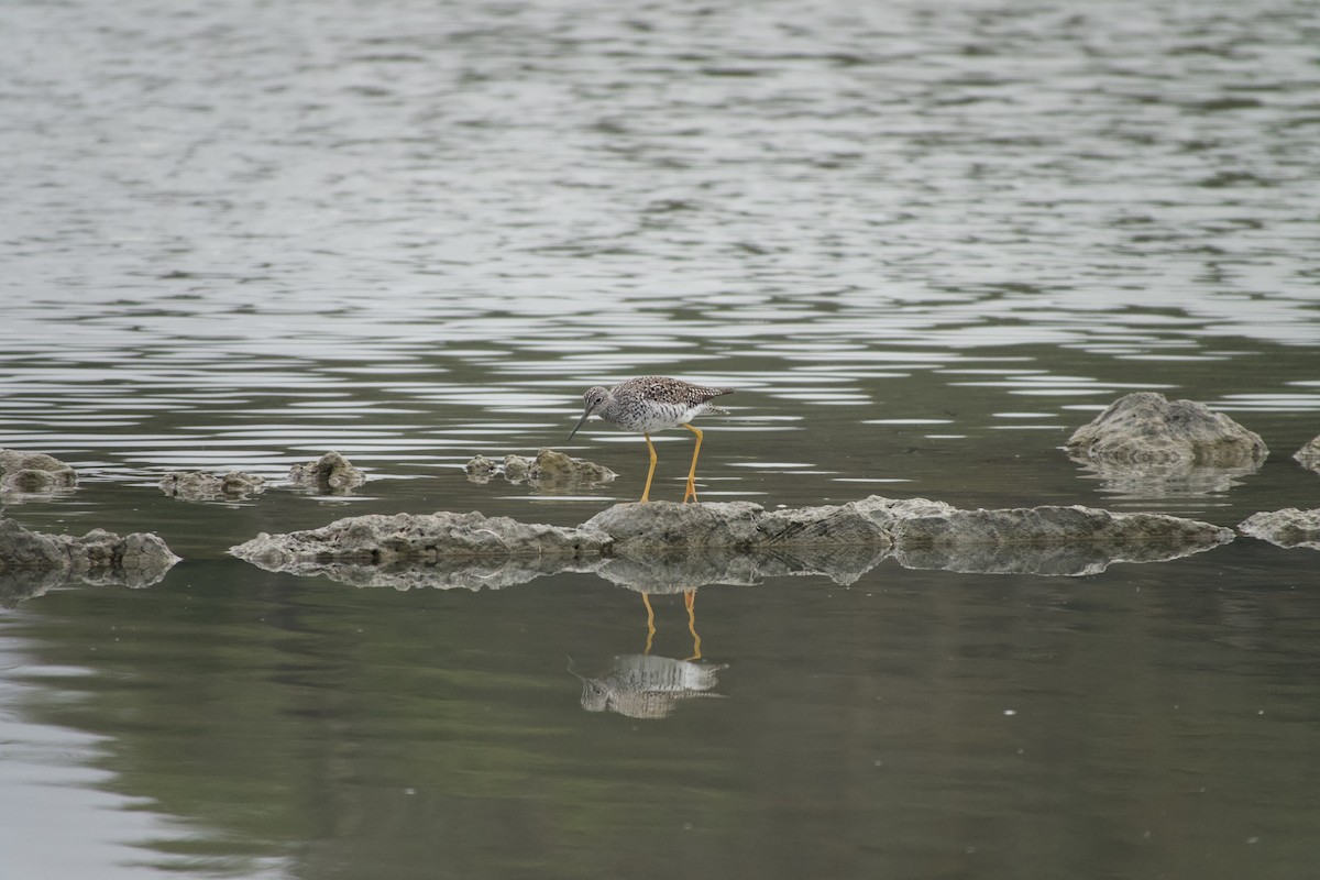 Greater Yellowlegs - ML647858481