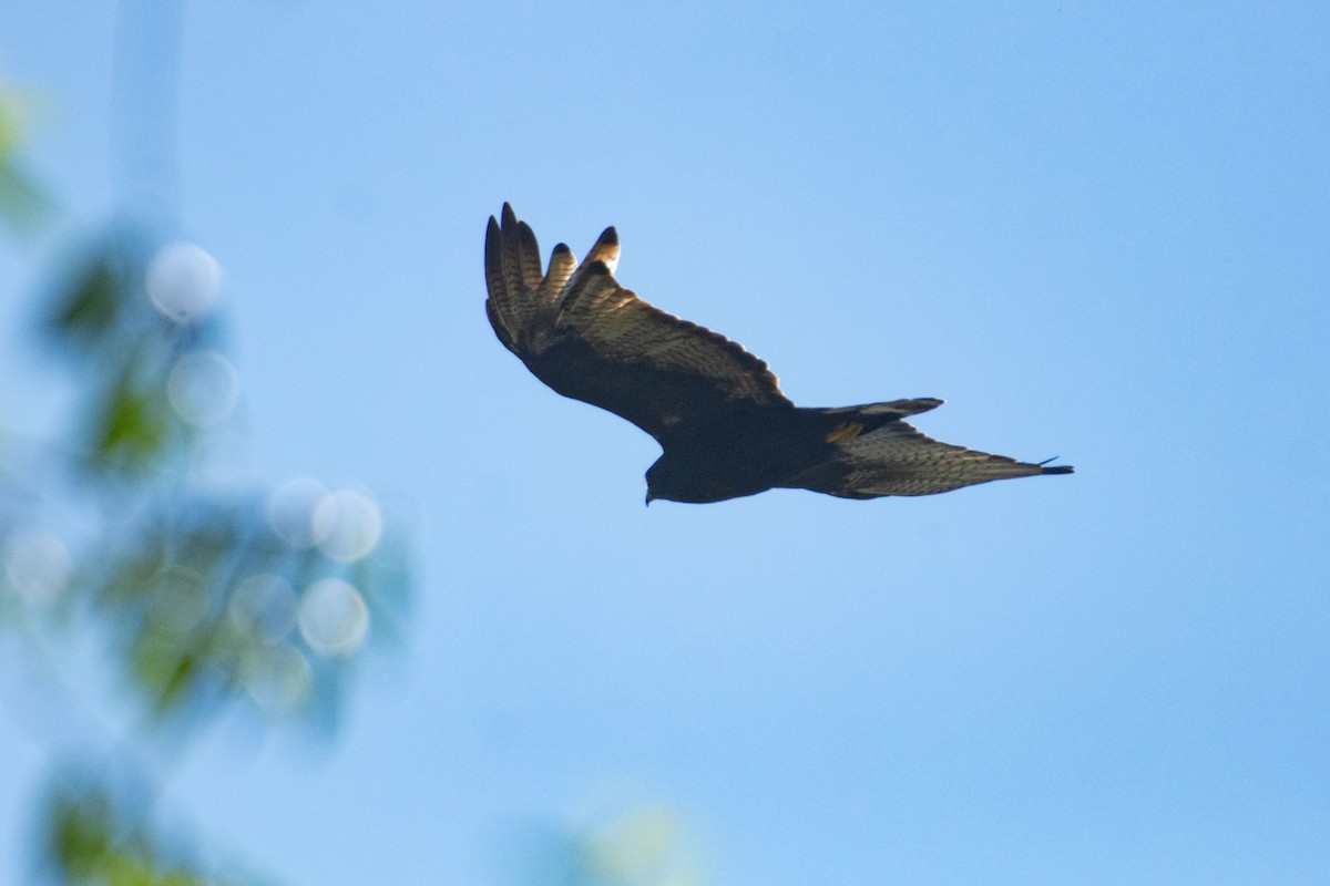 Zone-tailed Hawk - ML647858482