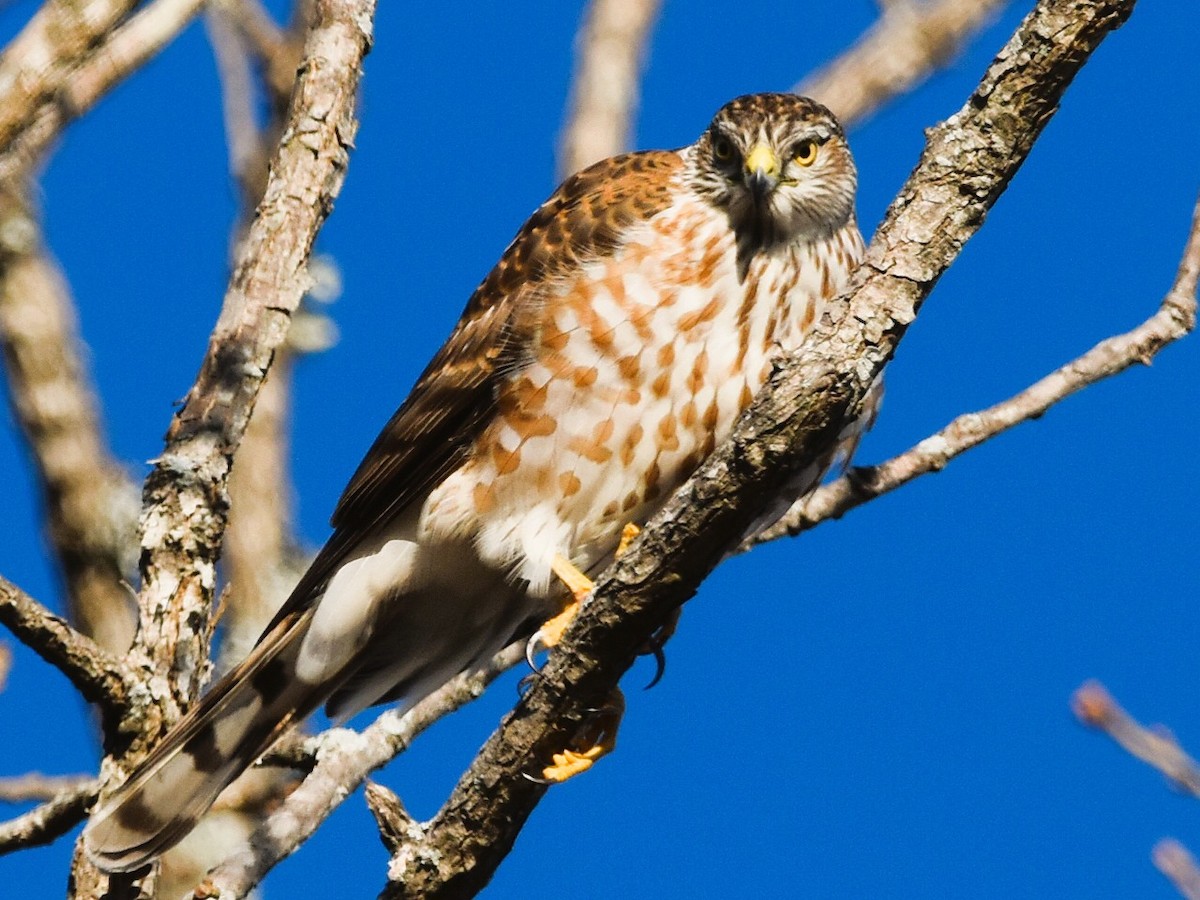 Sharp-shinned Hawk - ML647858483