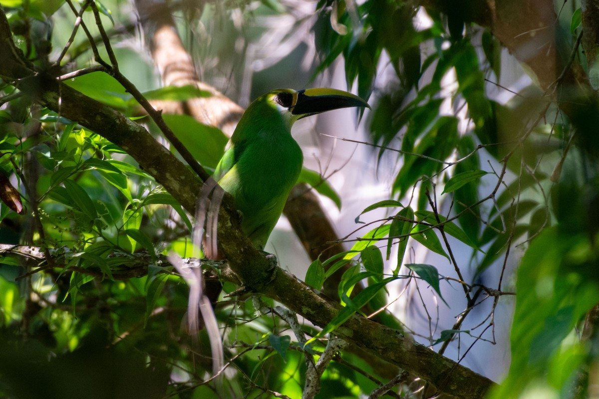 Northern Emerald-Toucanet (Wagler's) - ML647858484