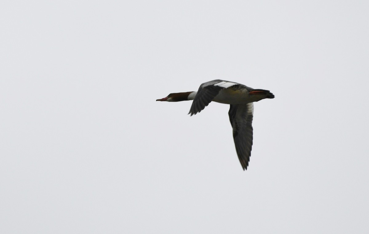Common Merganser (North American) - ML647858485