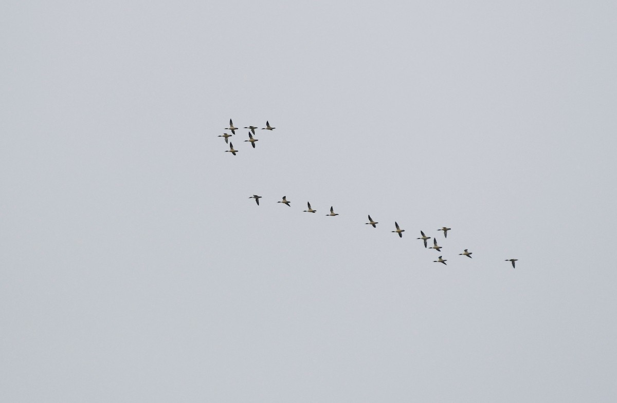 Common Merganser (North American) - ML647858486