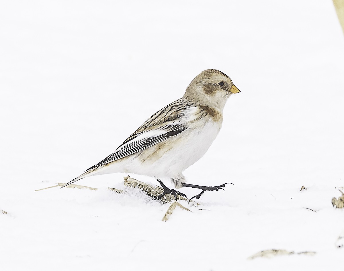 Snow Bunting - ML647858488