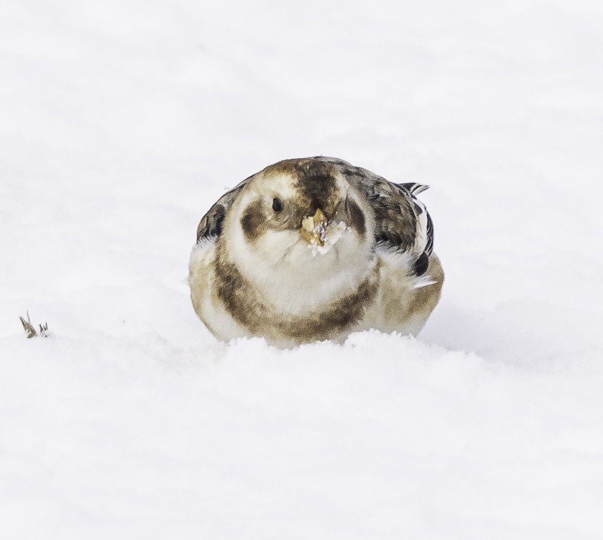 Snow Bunting - ML647858489