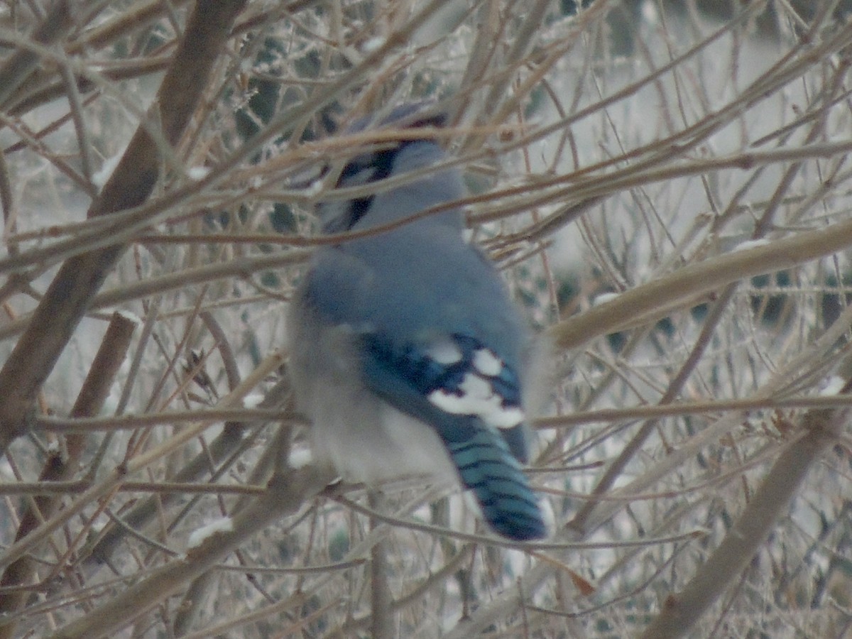 Blue Jay - ML647858492