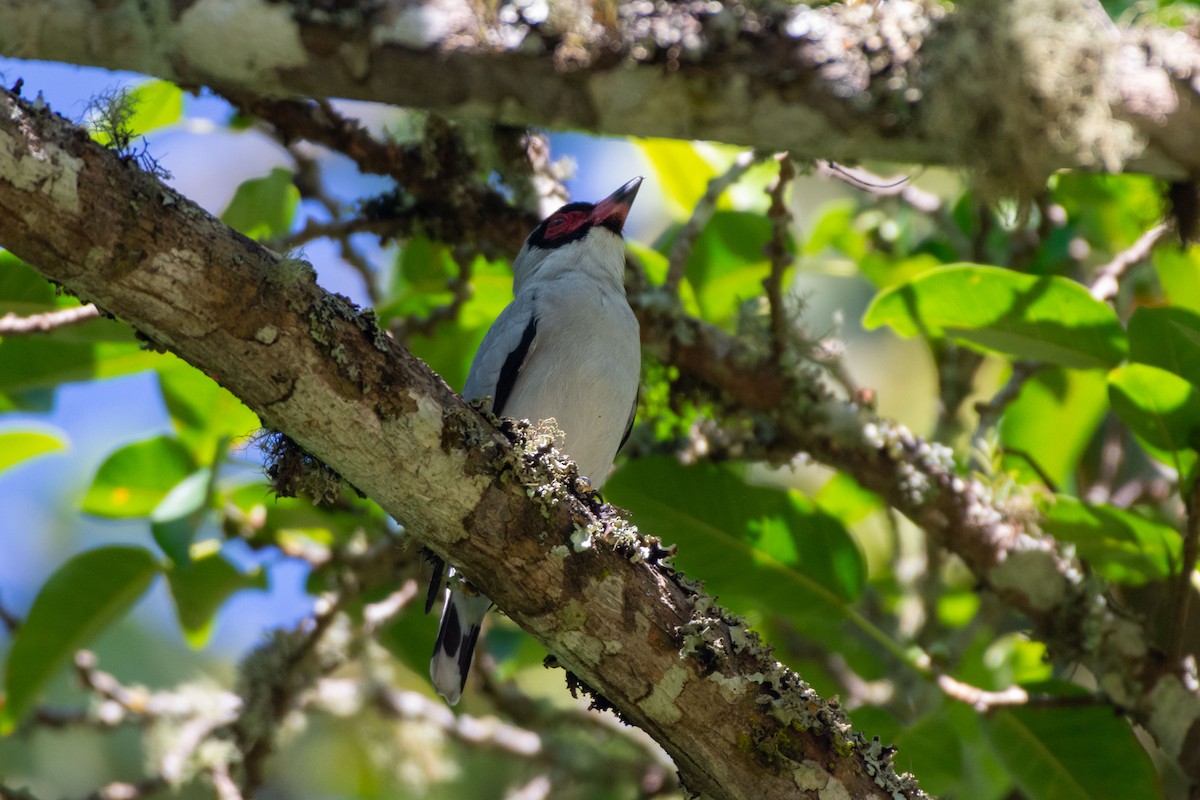 Masked Tityra - ML647858494