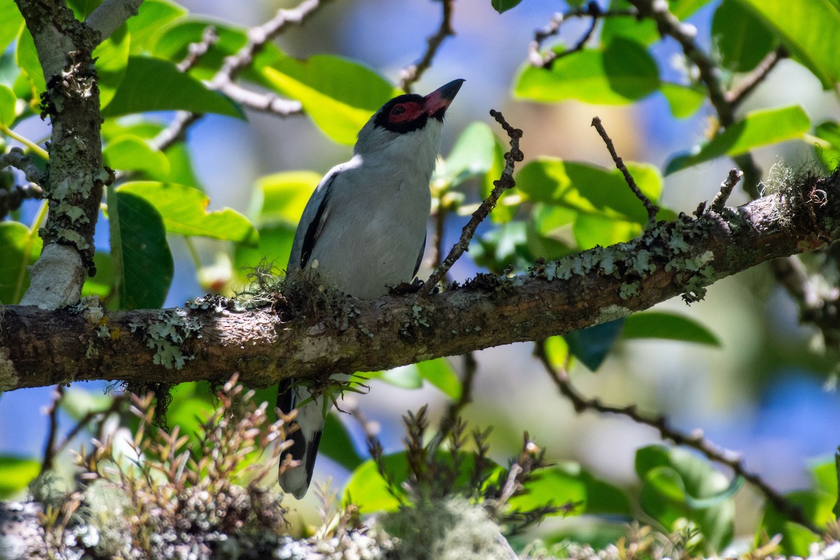 Masked Tityra - ML647858495