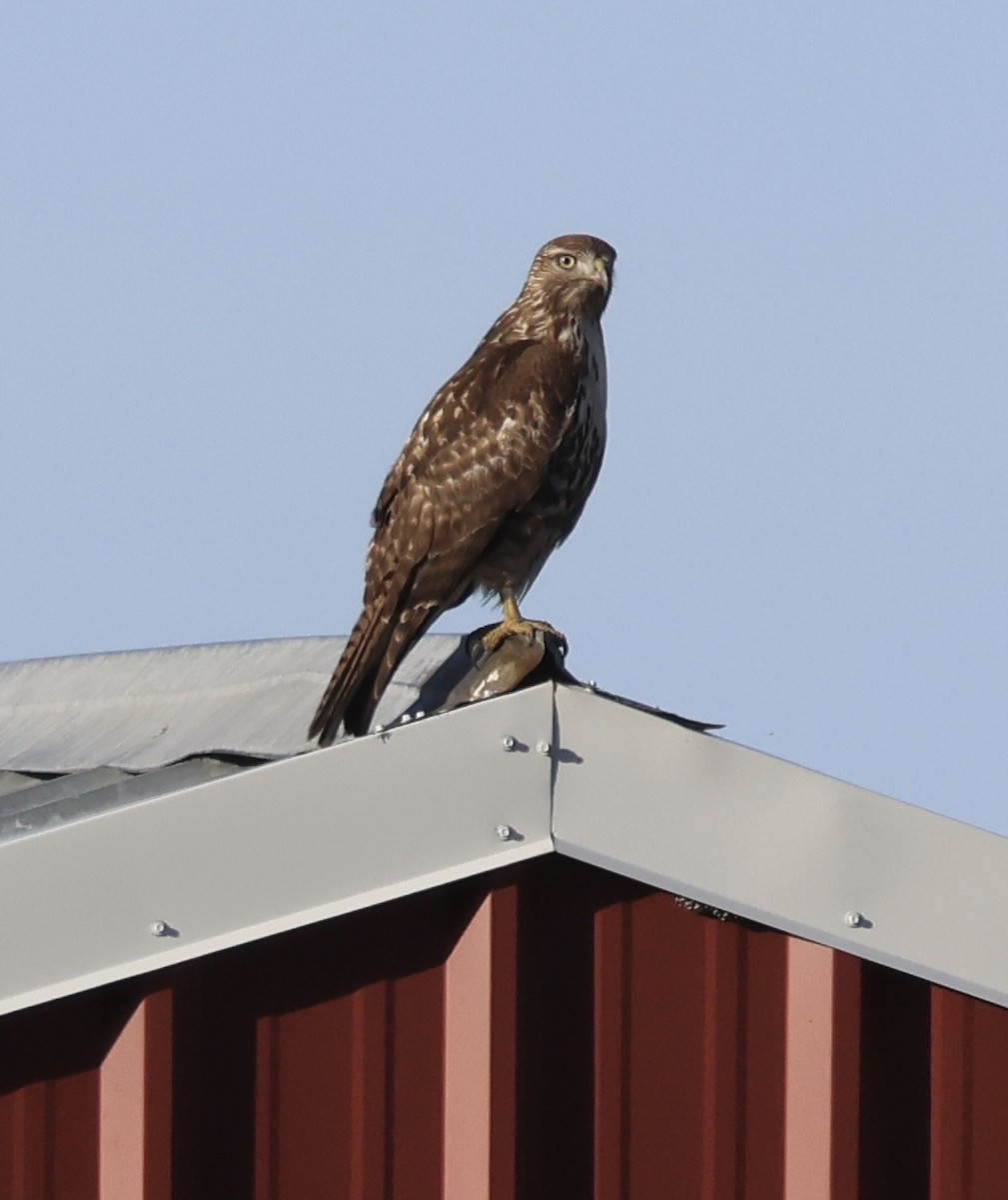Red-tailed Hawk - ML647858501