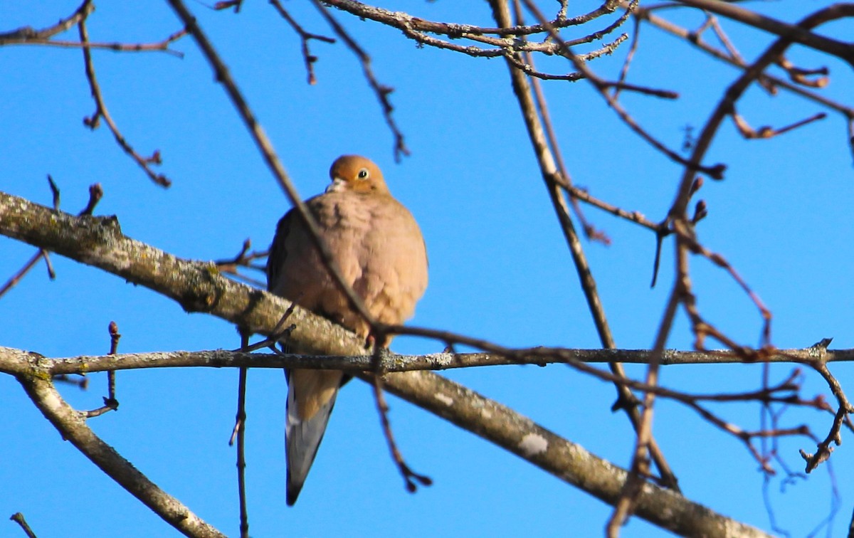 Mourning Dove - ML647858502