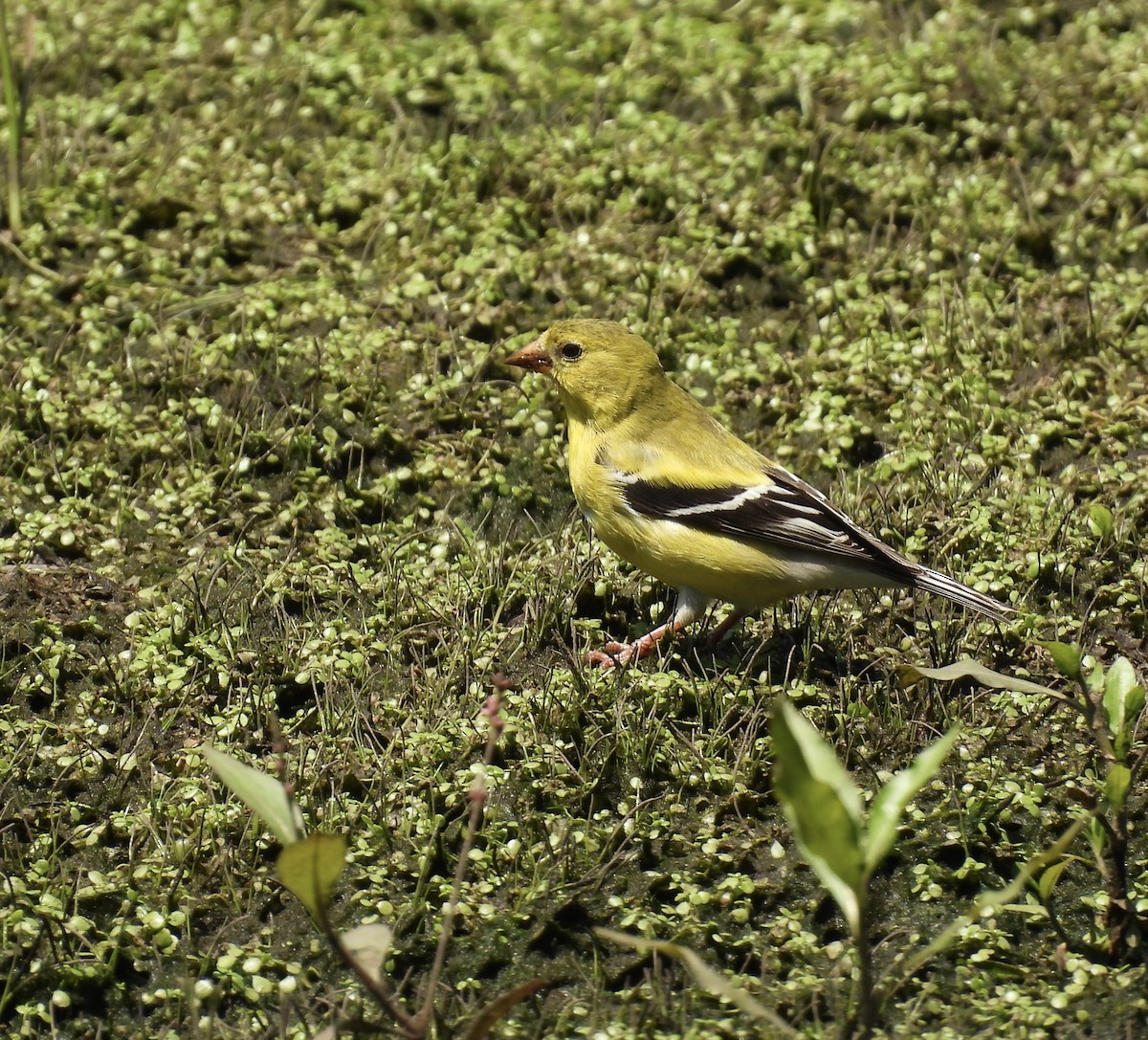 American Goldfinch - ML647858503