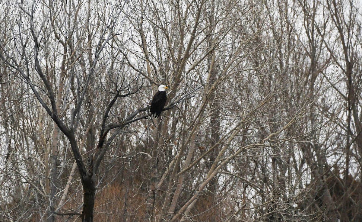 Bald Eagle - ML647858504