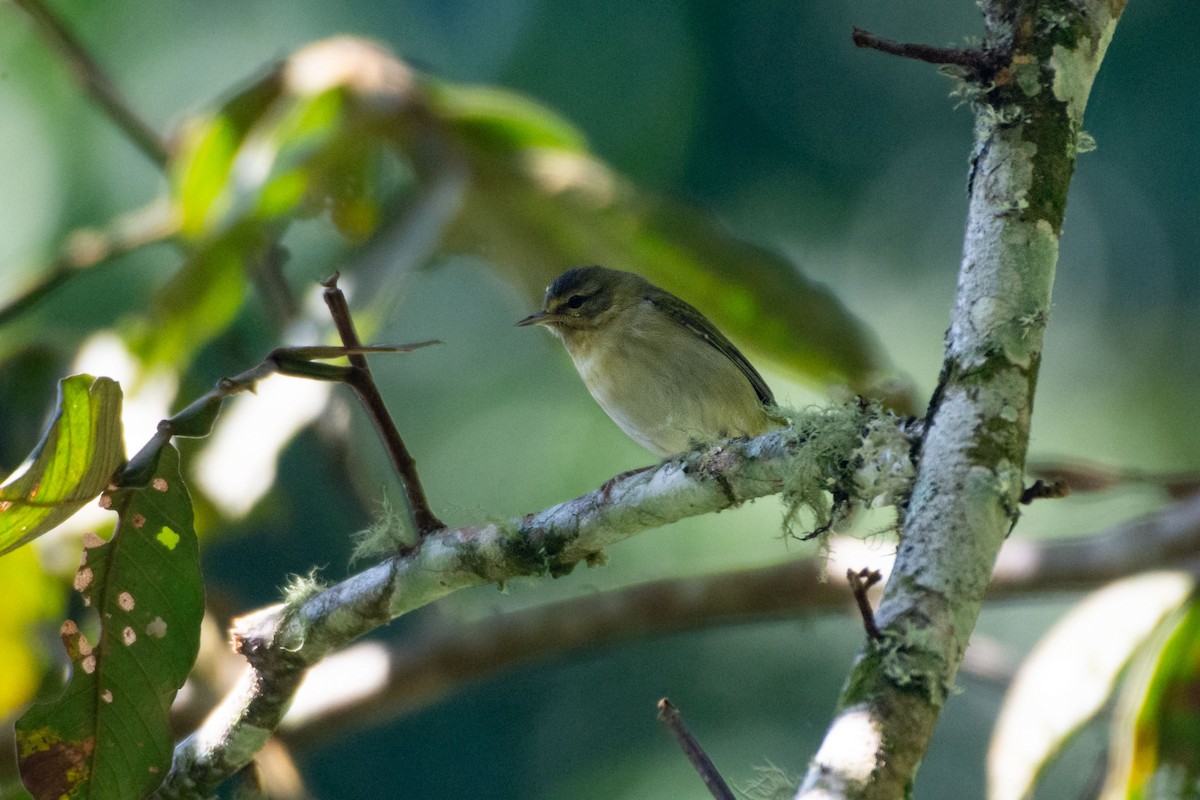 Tennessee Warbler - ML647858505