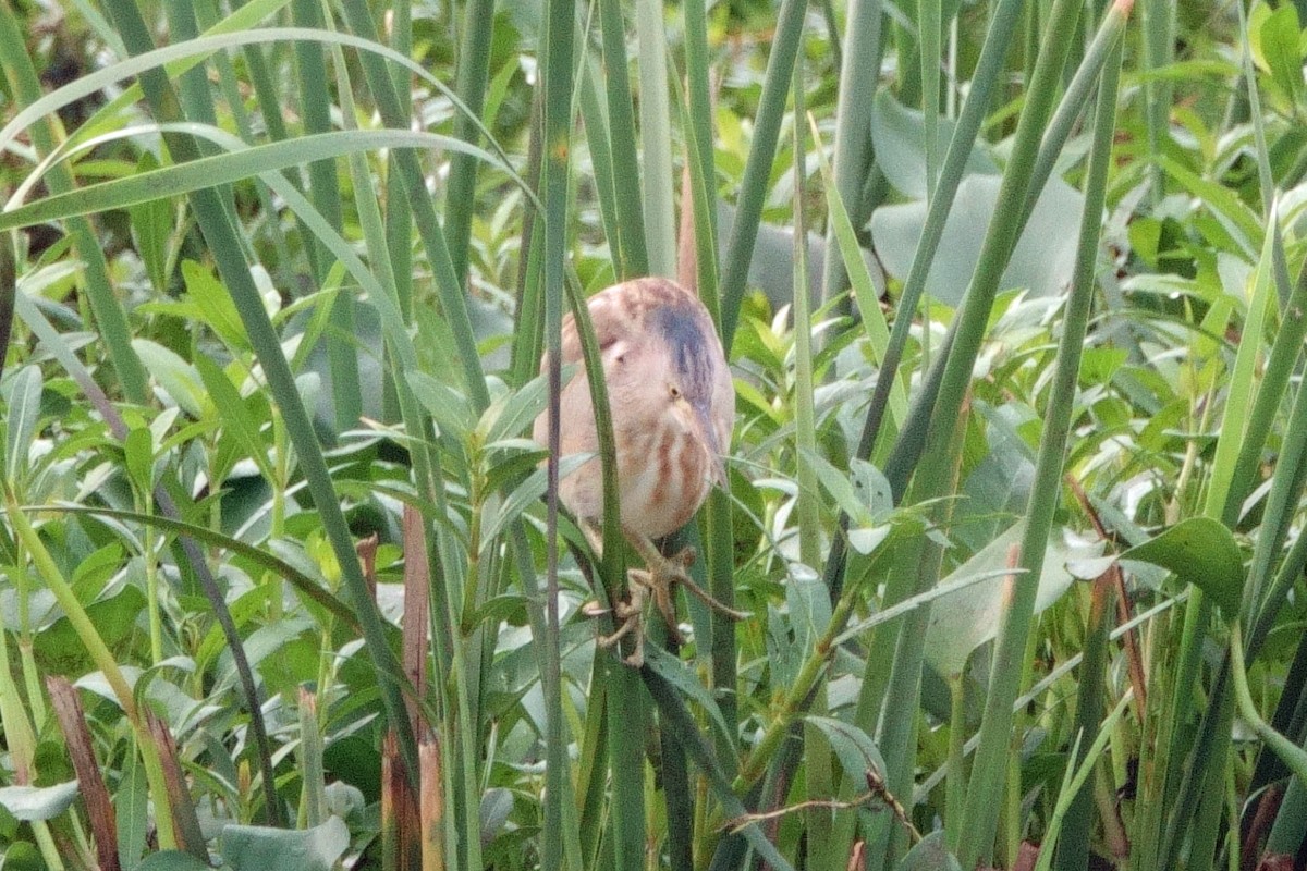 Yellow Bittern - ML647858507