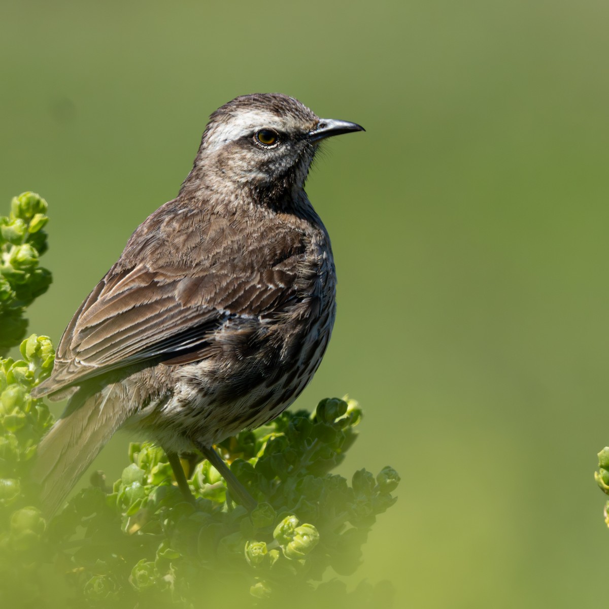 Chilean Mockingbird - ML647858509