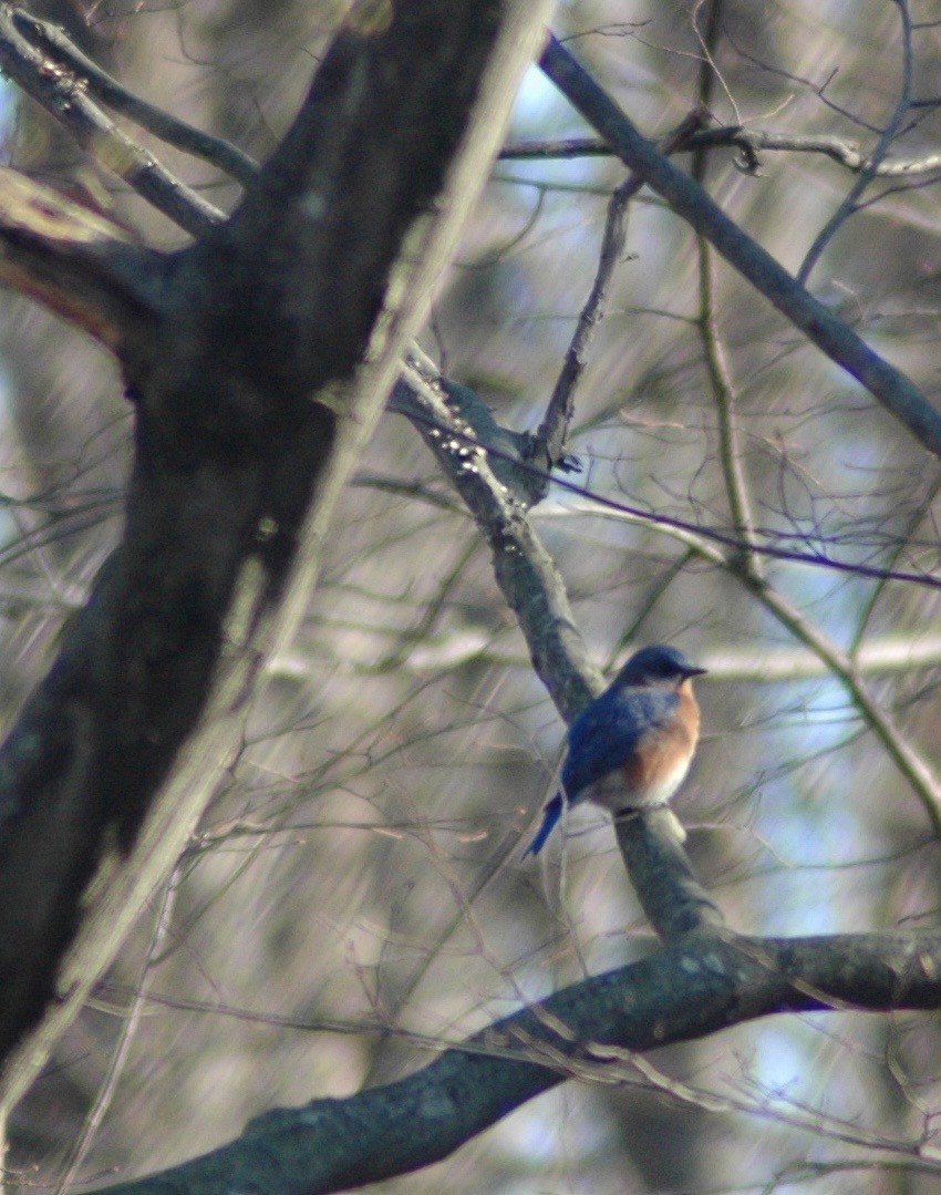 Eastern Bluebird - ML647858607