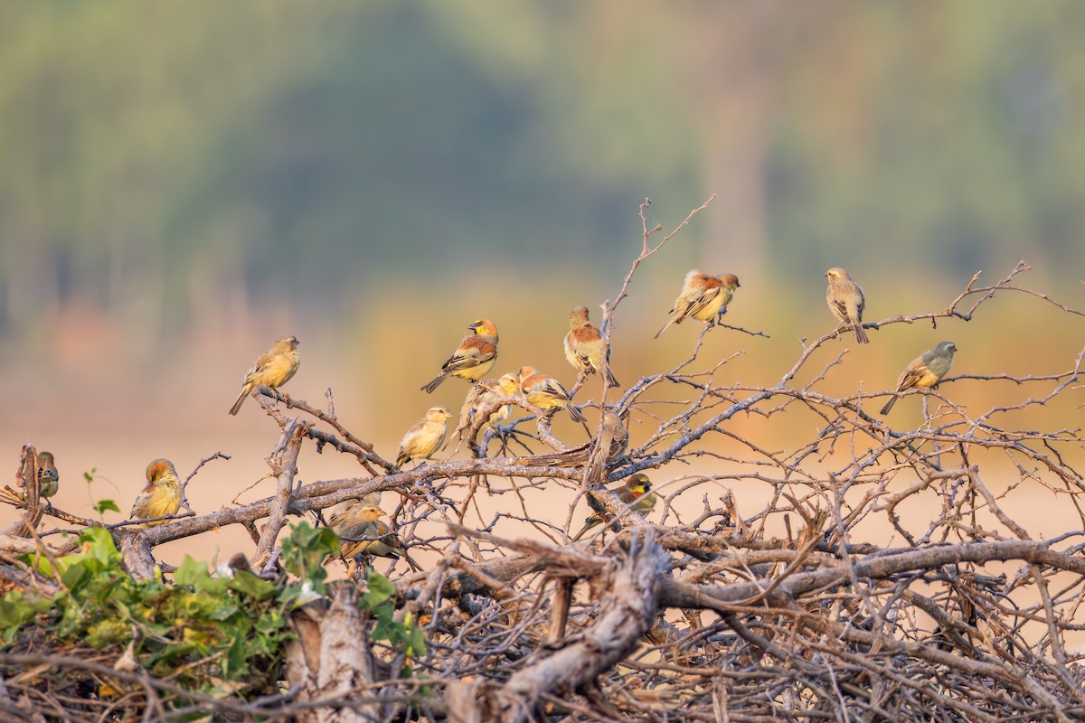 セアカスズメ - ML647858631