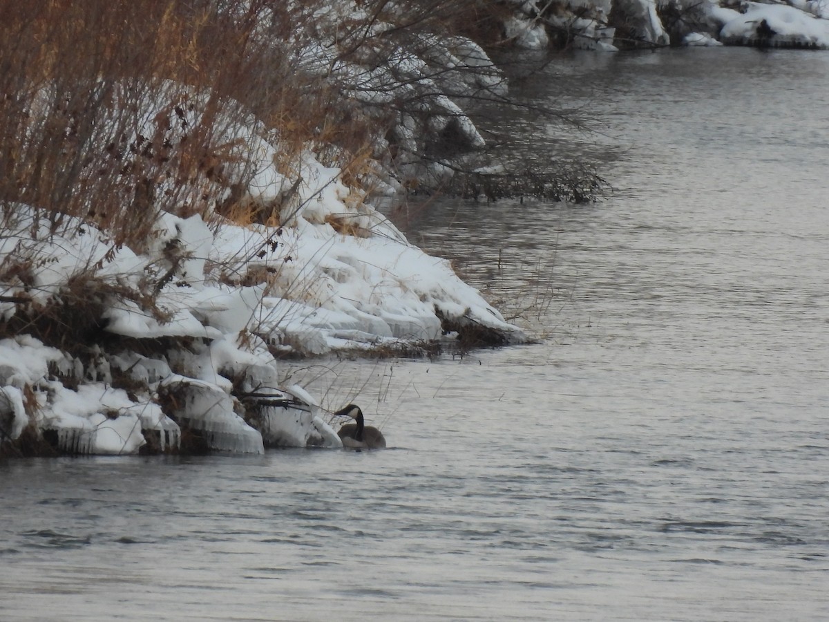 Казарка канадська - ML647858636