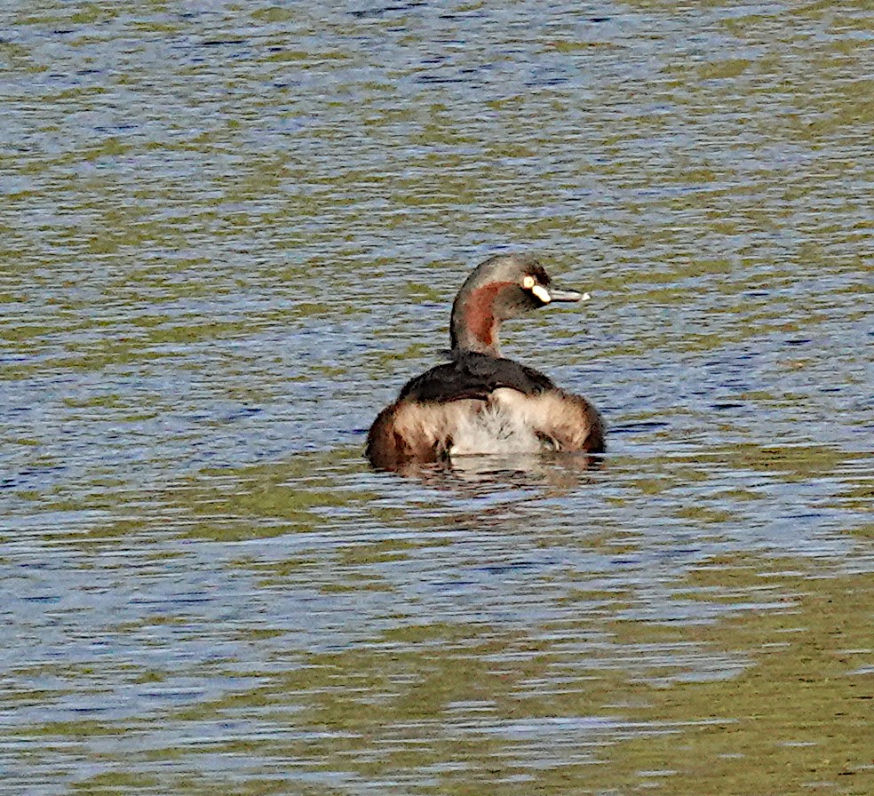 Australasian Grebe - ML647858684