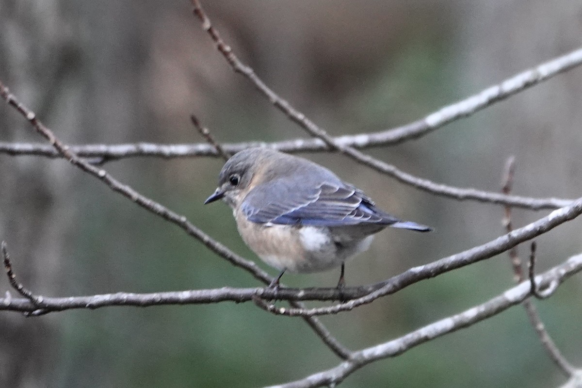 Eastern Bluebird - ML647858728