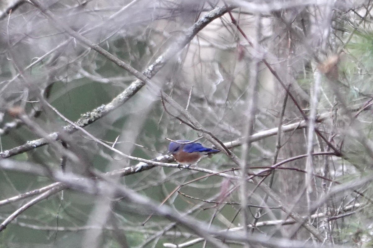 Eastern Bluebird - ML647858729