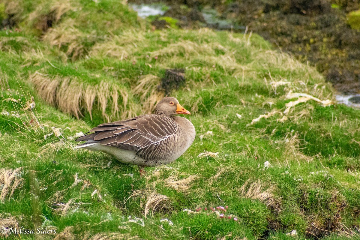 Graylag Goose - ML647858745
