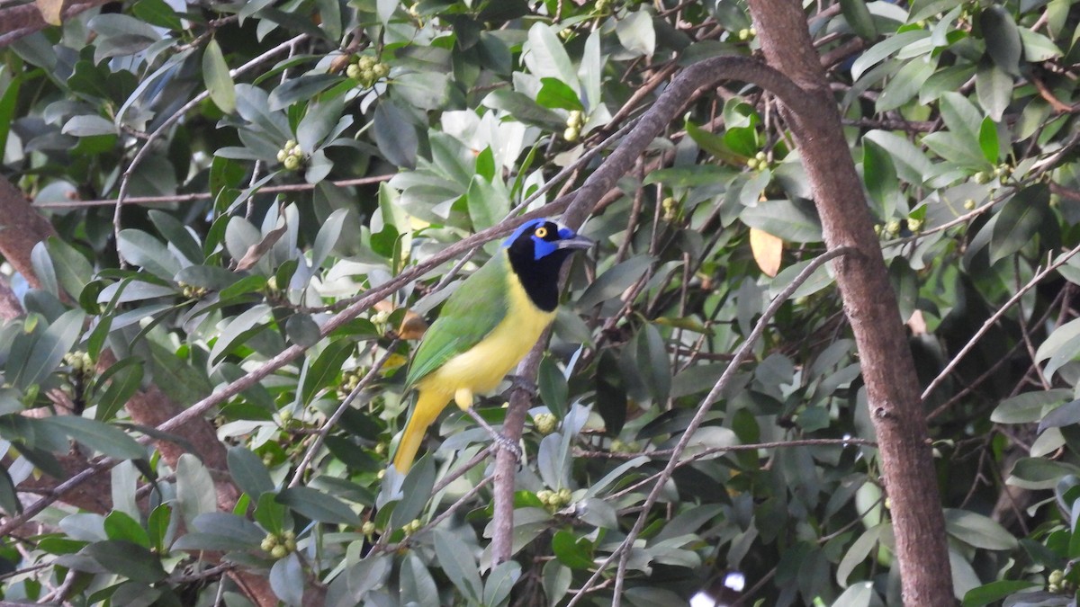 Geai vert - ML647858756