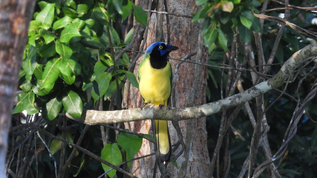 Geai vert - ML647858757